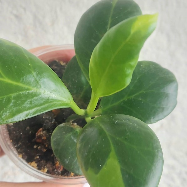 Hoya Villosa Cao Dang